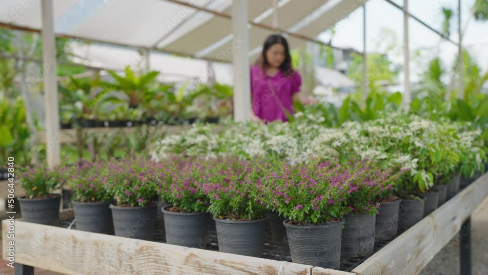 Asian female customer buys green plants at the garden store shop, A young lady chooses ornamental plants at a flower market, Home and Garden concept. Asian female customer buys green plants at the garden store shop, A young lady chooses ornamental plants at a flower market, Home and Garden concept.