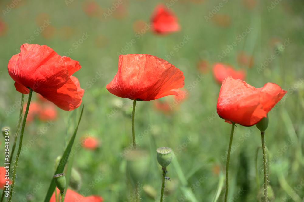 Obraz premium red flowers