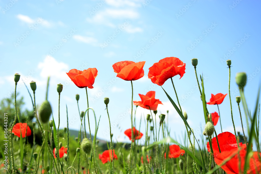 Obraz premium poppy field and blue sky