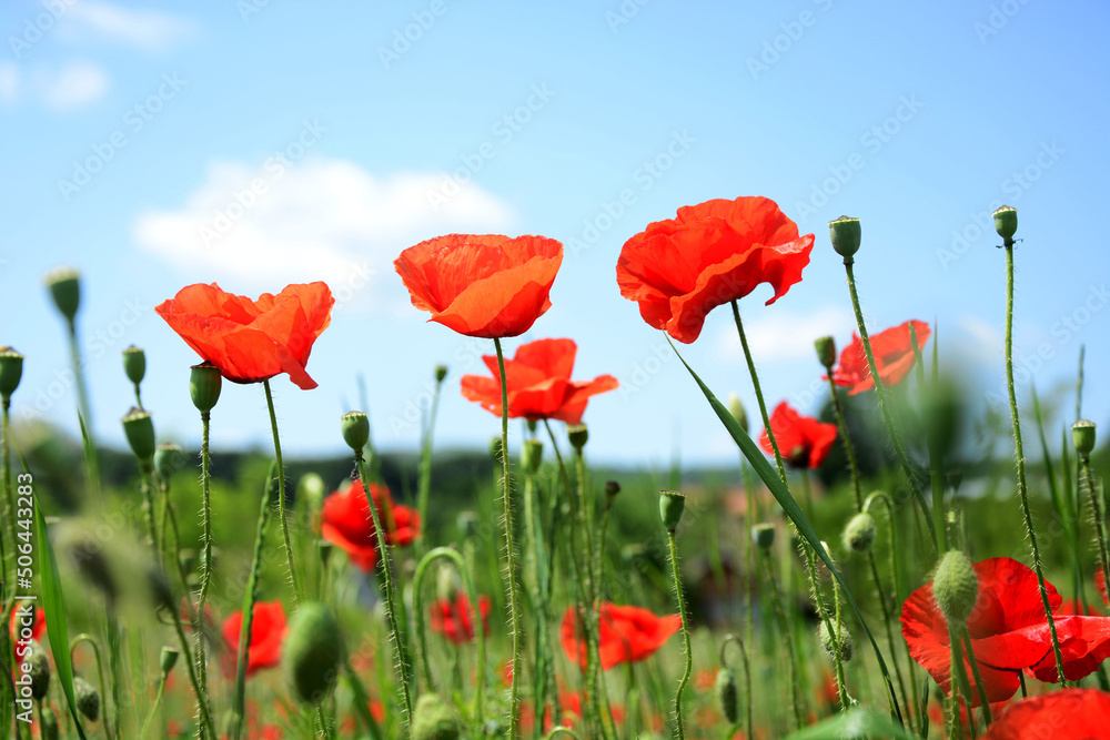 Obraz premium red poppy field