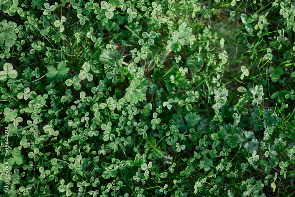 Clover grass leaves are green and freshly shot close-up of the lawn. The concept of caring for the environment and the planet Clover grass leaves are green and freshly shot close-up of the lawn. The concept of caring for the environment and the planet
