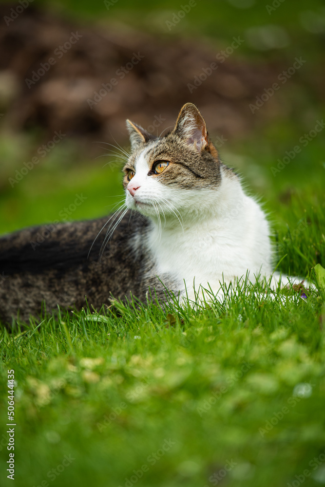 Domestic cat in a garden