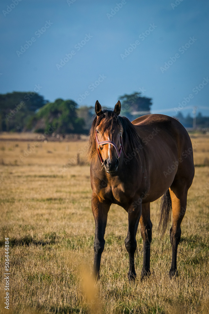 Beautiful horse standing in the morning sun with blue sky Beautiful horse standing in the morning sun with blue sky