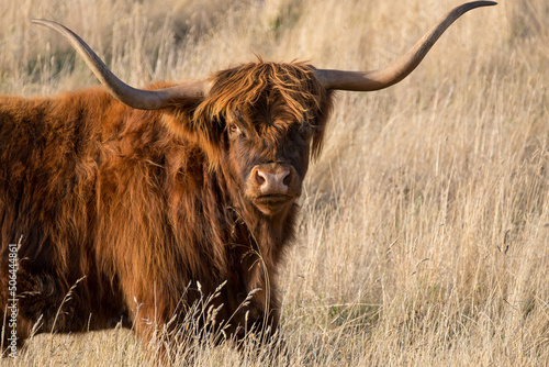 Long horned highland steer standing in the summer grass