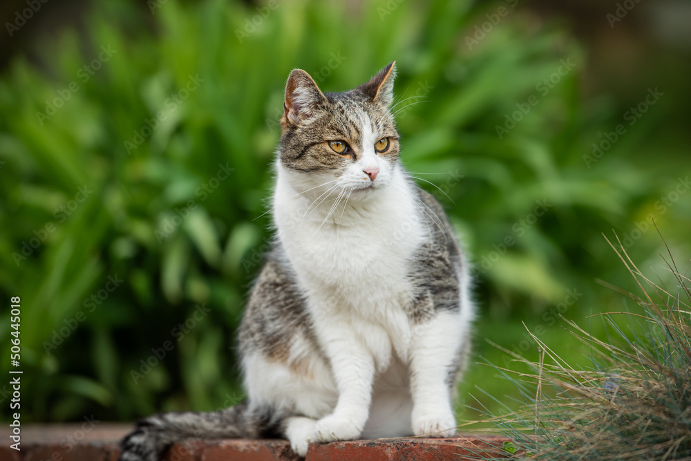 Domestic cat sitting on a wall and looks into the distance