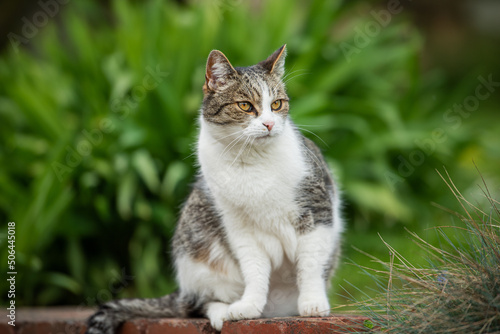 Wallpaper Mural Domestic cat sitting on a wall and looks into the distance Torontodigital.ca