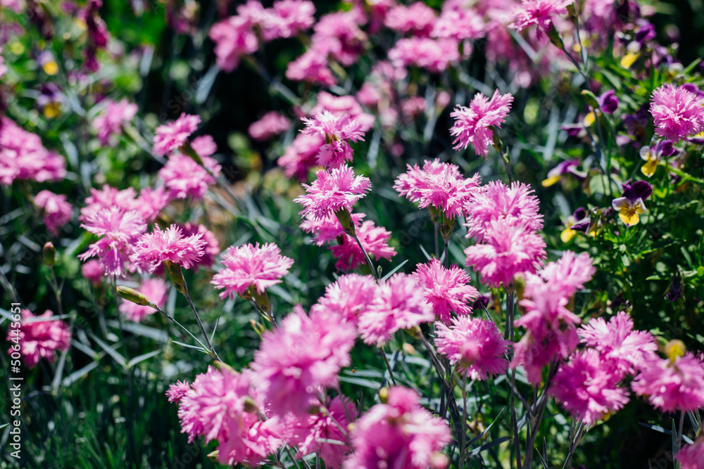 Flower meadow in summer with pink cornflowers. Sunlight.Centaurea cyanus. A field of wildflowers. Flower meadow in summer with pink cornflowers. Sunlight.Centaurea cyanus. A field of wildflowers.