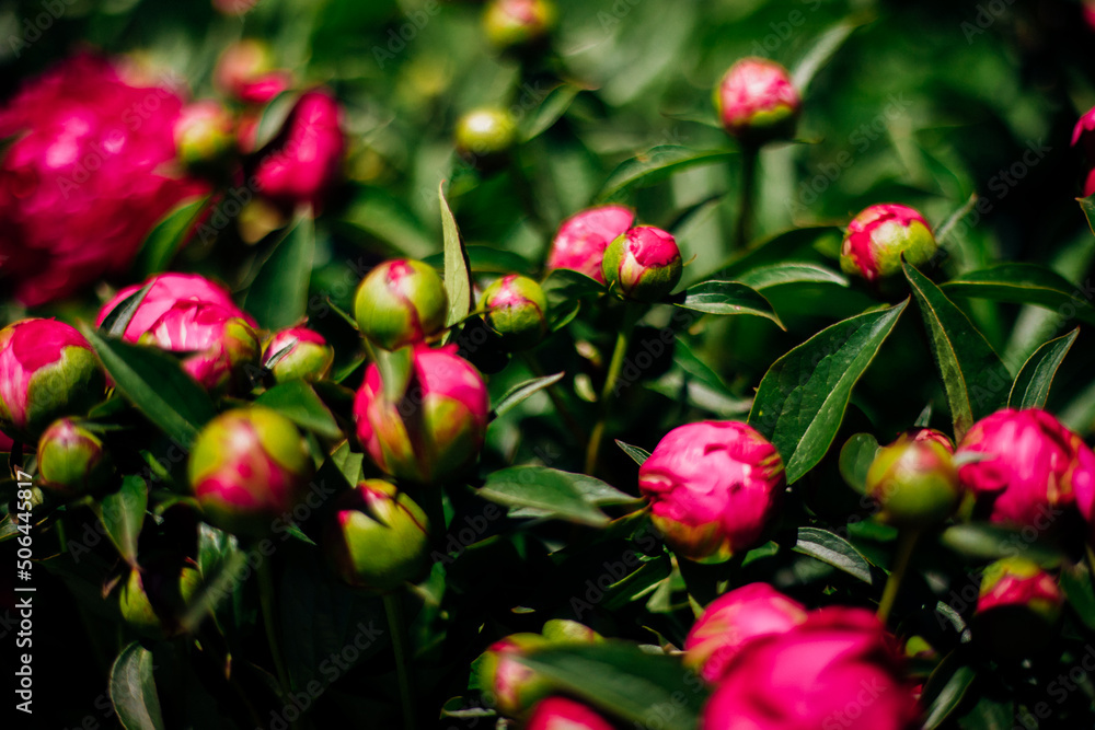 Close-up of blooming pink peony buds.Bright sunlight. Floral background.