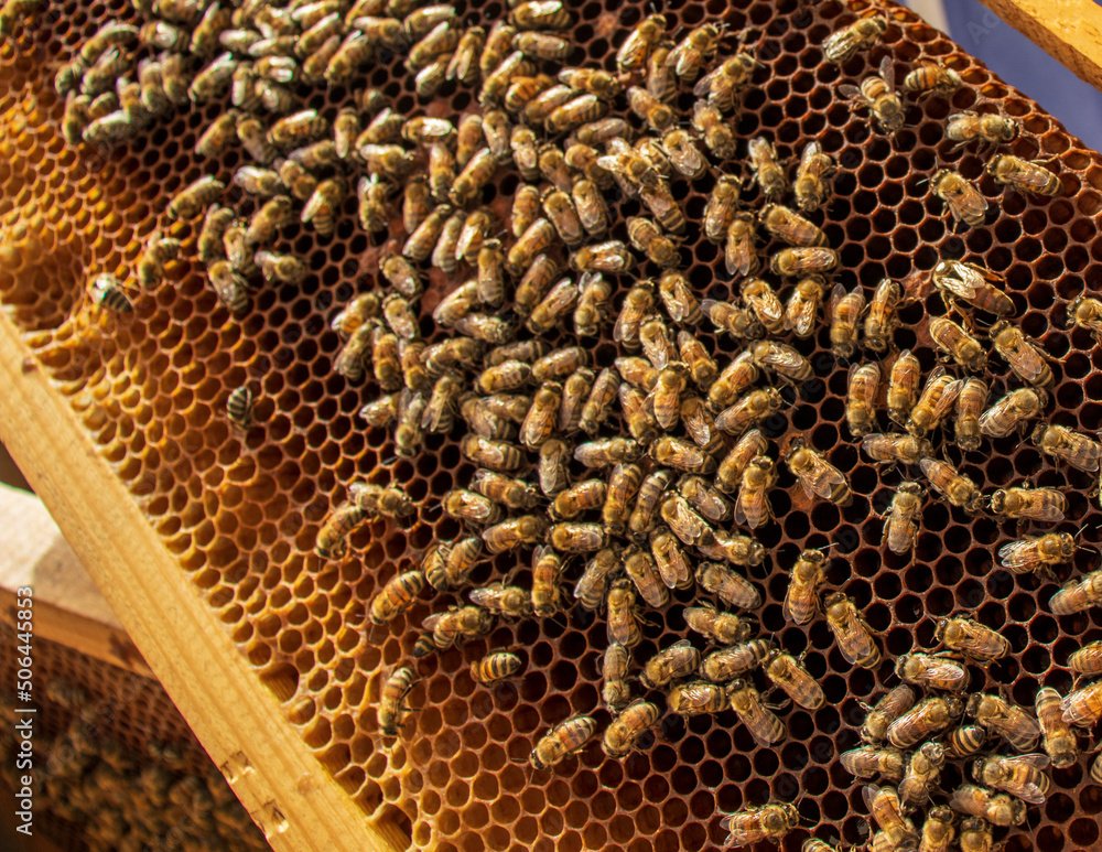 Closeup shot of honeycomb and bees. Farm Closeup shot of honeycomb and bees. Farm