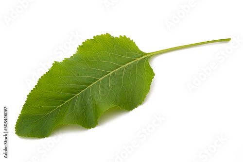 Canvastavla Fresh  horseradish leaf