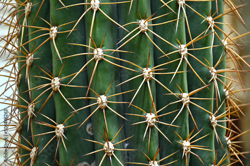 Giant prickly cactus. Trendy amazing cactus. © DRBURHAN