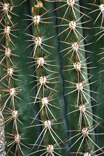 Wallpaper Mural Giant prickly cactus. Trendy amazing cactus. Torontodigital.ca