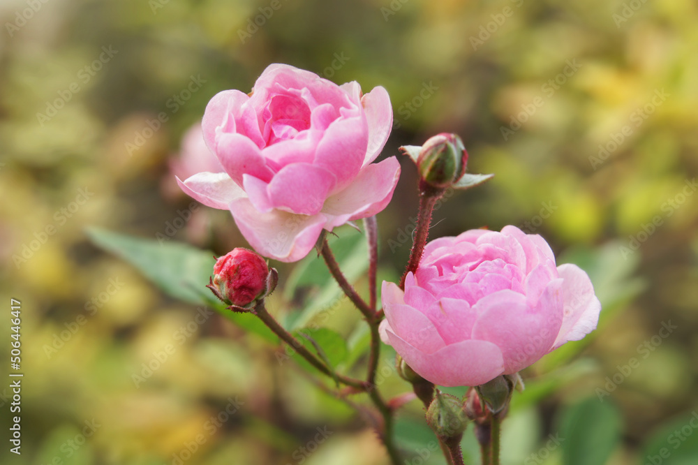 Delicate pink roses close-up on a blurred warm background Delicate pink roses close-up on a blurred warm background