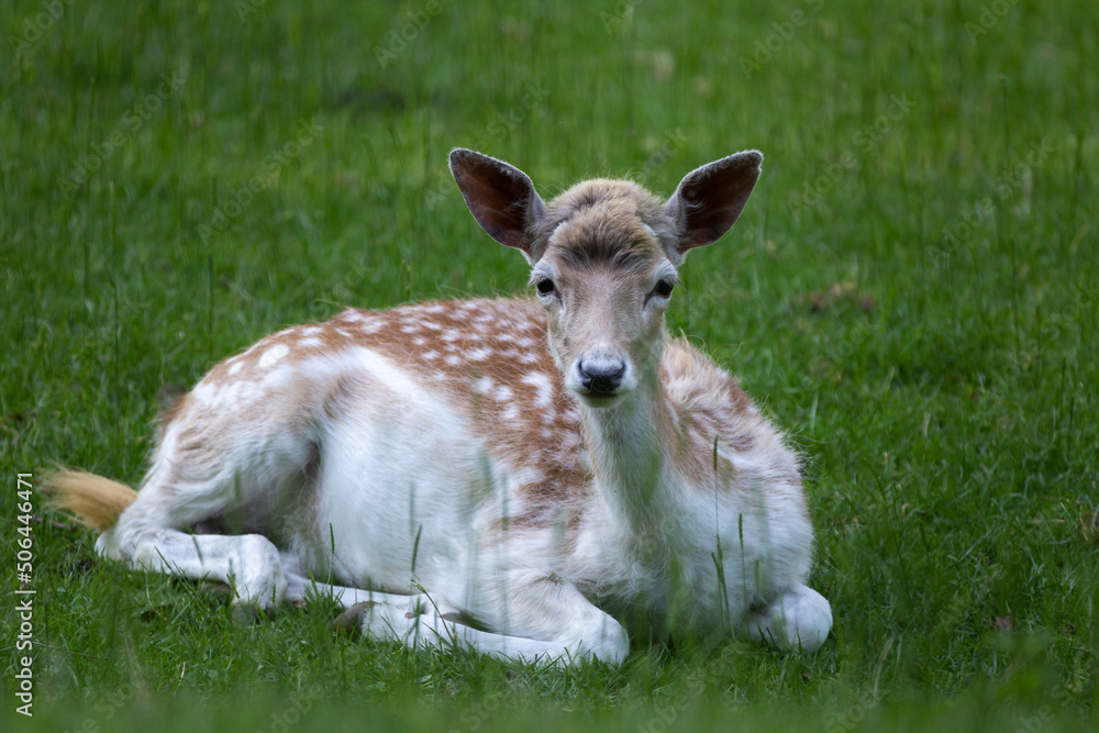 Fototapeta premium Animal Photography. Sika Deer (Cervus nippon) at Wildlife Park Gersfeld Biosphere Reserve Rhön, Germany