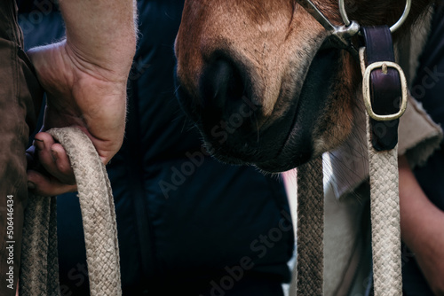 Mans hand hold horse reins. photo
