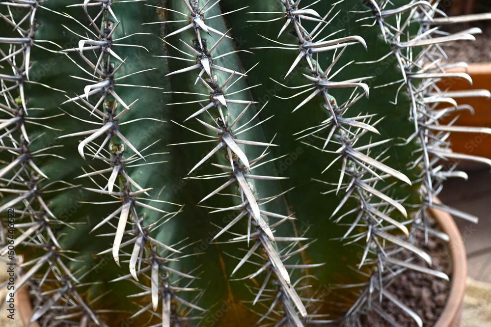 Giant prickly cactus. Trendy amazing cactus. Giant prickly cactus. Trendy amazing cactus.