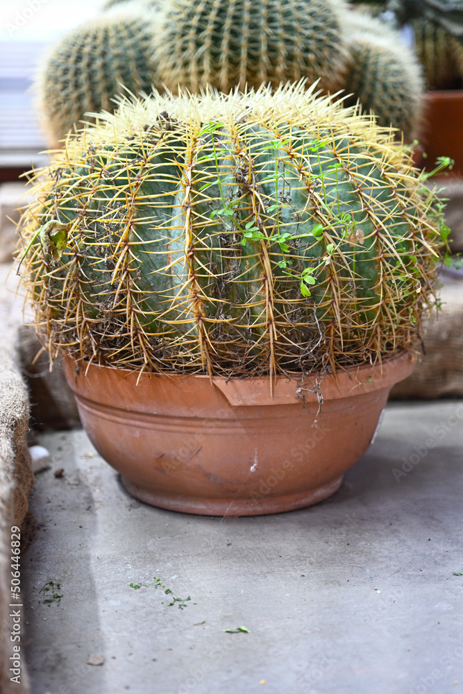 Giant prickly cactus. Trendy amazing cactus. Giant prickly cactus. Trendy amazing cactus.