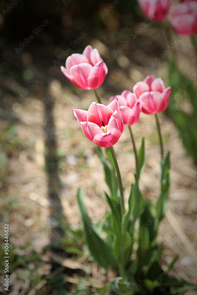 Fototapeta premium 튤립