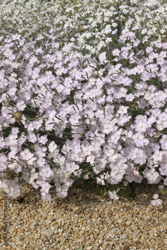 Fototapeta Naklejka Na Ścianę i Meble -  Oeillets Dianthus chinensis blanc rosé