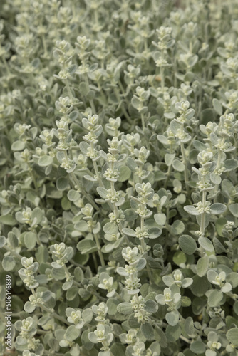 Helichrysum petiolare Silver photo