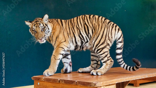 A teenage tiger showing his stripes on a wooden table
