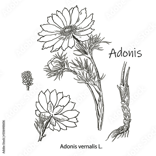 Vector images of medicinal plants. Detailed botanical illustration for your design. Biological additives are. Healthy lifestyle. Adonis.