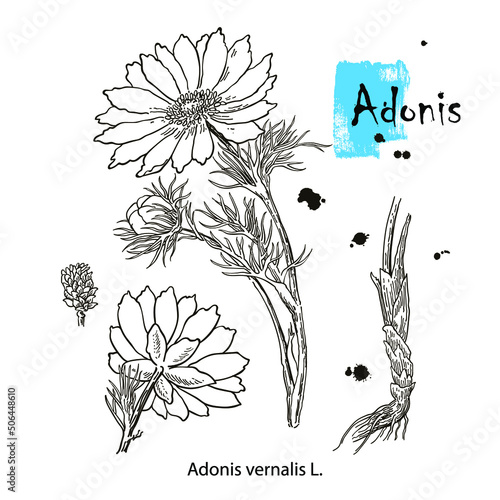 Vector images of medicinal plants. Detailed botanical illustration for your design. Biological additives are. Healthy lifestyle. Adonis.