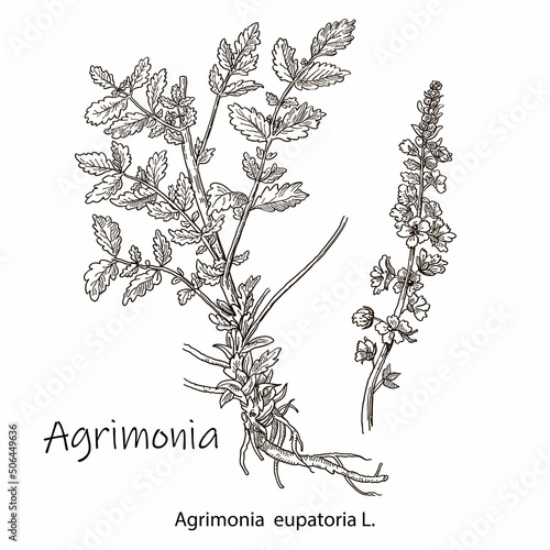 The medicinal plant is the common burdock or agrimonia eupatoria. Hand drawn botanical vector illustration.