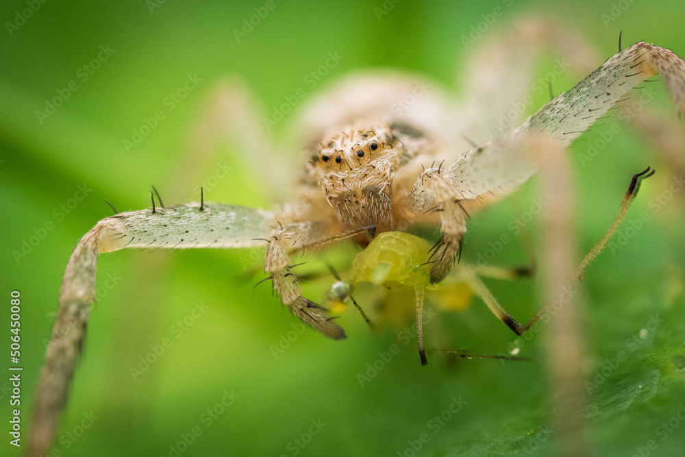 Crab spider (Philodromus sp.) on a leaf eating an aphid Crab spider (Philodromus sp.) on a leaf eating an aphid
