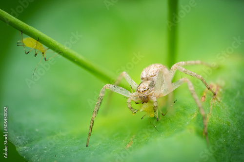 Crab spider (Philodromus sp.) on a leaf eating an aphid © Florian