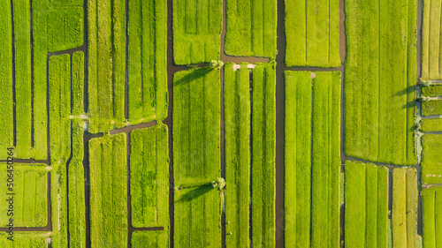Aerial view of green field. Netherlands. Canals with water for agriculture. F...