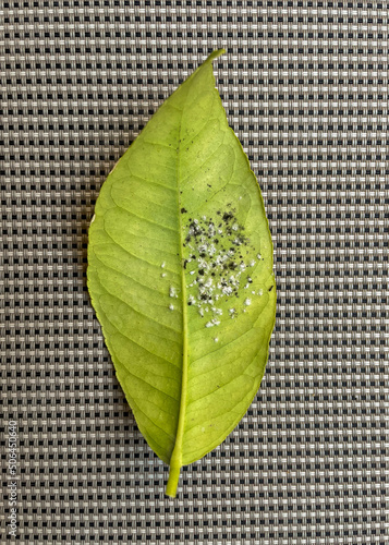 Lemon leaf infected with sooty mold and other pests.Underside of a leaf with microorganisms. Black and white mold and whitefly on green leaf.