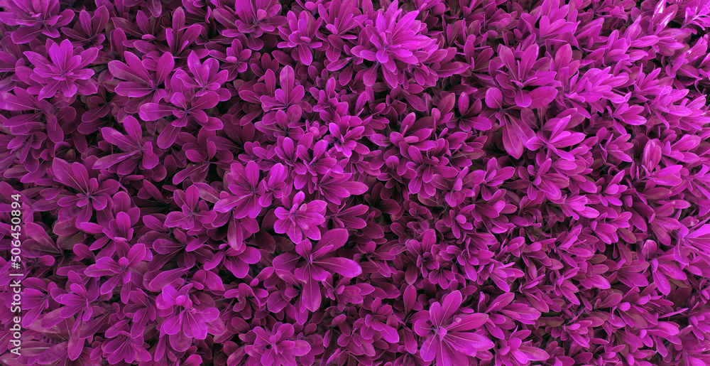 Texture many purple violet leaves. for invitations, notebook covers, phone case, postcards, cards, print, ceramics, carpets. Work for design and art.