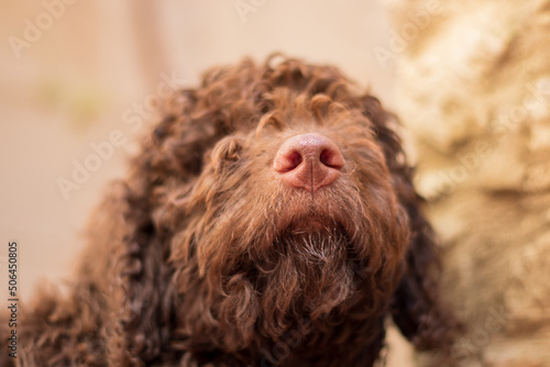 Muzzle of a puppy of the Spanish Water Dog breed. Dog with brown curly hair and a light brown rounded nose. Closed puppy nose and mouth detail.