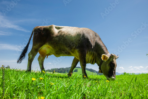 Milchkuh in den Österreichischen Alpen