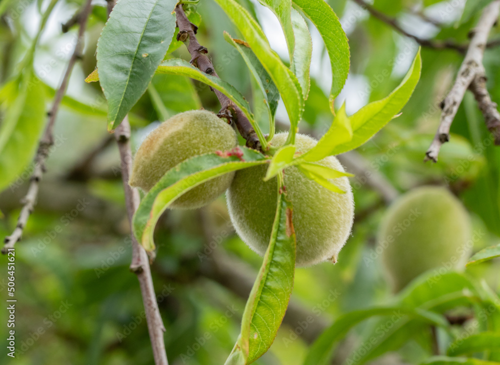 Green almonds on the tree branch Green almonds on the tree branch