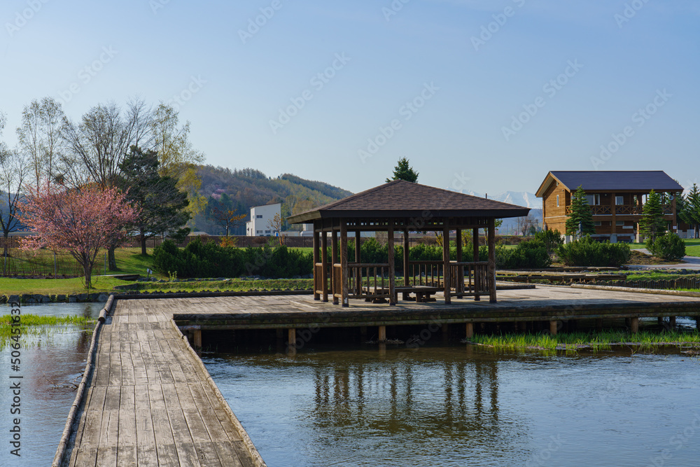 Fototapeta premium 大雪遊水公園 北海道・東川町 春の桜名所