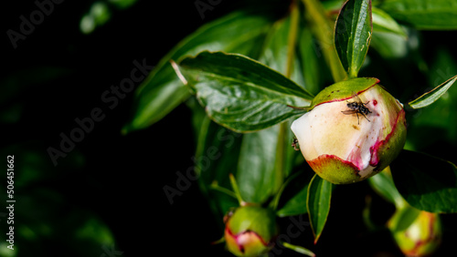 ant and fly on peony bud