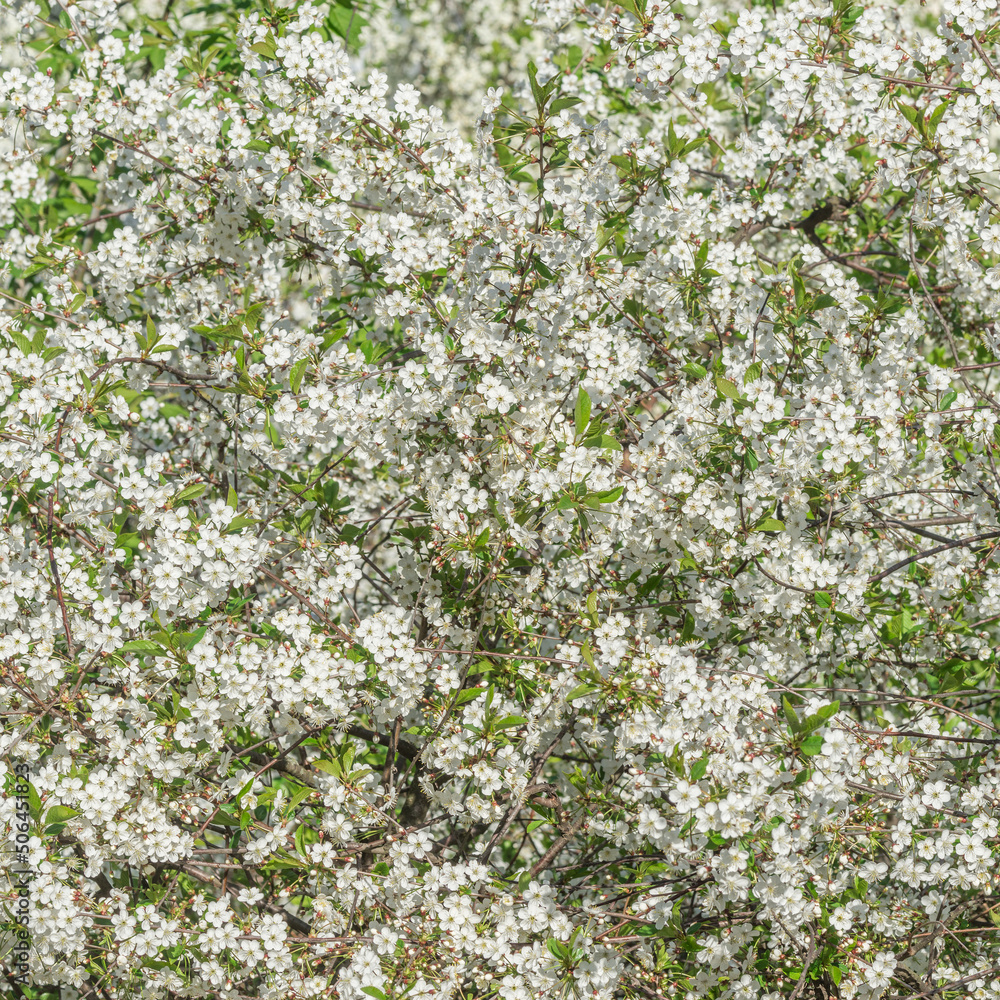 Blossoming cherry branch with flowers. Blossoming cherry branch with flowers.