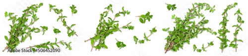 fresh Oregano or marjoram leaves isolated on white background. Top view. Flat lay. Set or collection