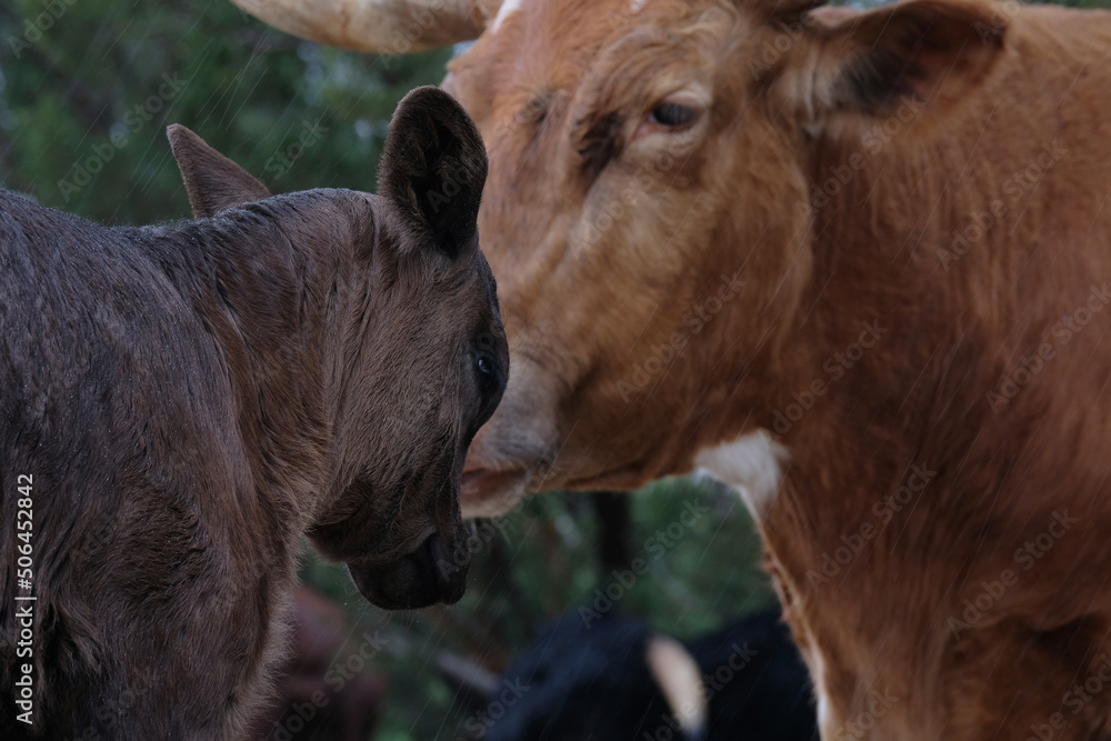 Fototapeta premium Mad calf in rain weather on farm with cows in background.