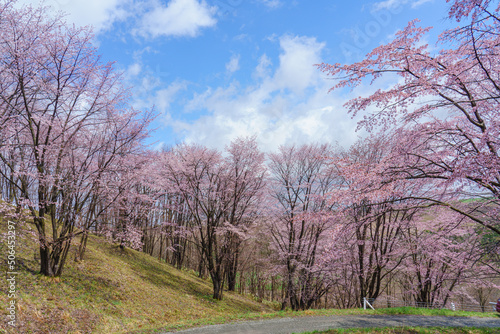 上富良野町 深山峠 満開の桜 5月 （春の北海道・道北観光）