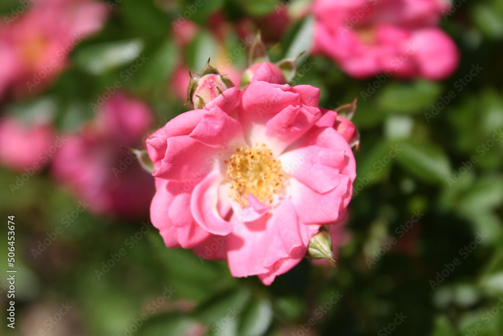 Rosa Rosa