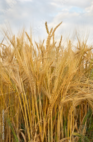 Field rye in period harvest on background cloudy sky
