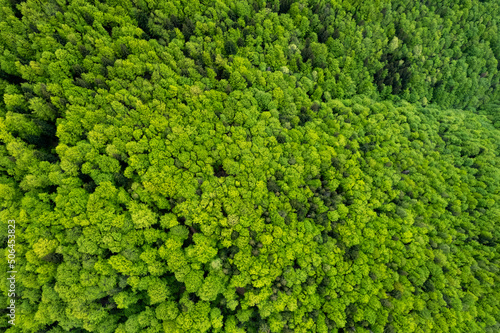 Top down aerial view of carpathian mountains covered with trees colored into spring colors The gorgeous fresh colors of spring foliage © Василь Івасюк