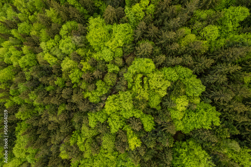 Top down aerial view of carpathian mountains covered with trees colored into spring colors The gorgeous fresh colors of spring foliage © Василь Івасюк
