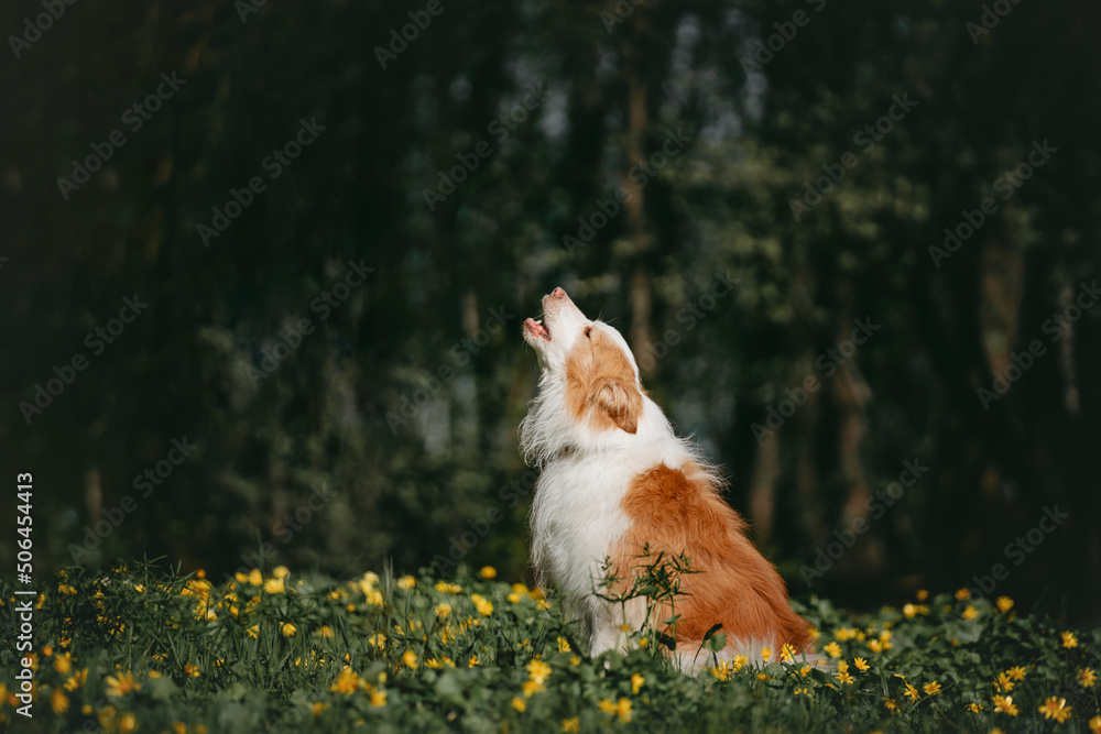 Red dog border collie howling in the forest