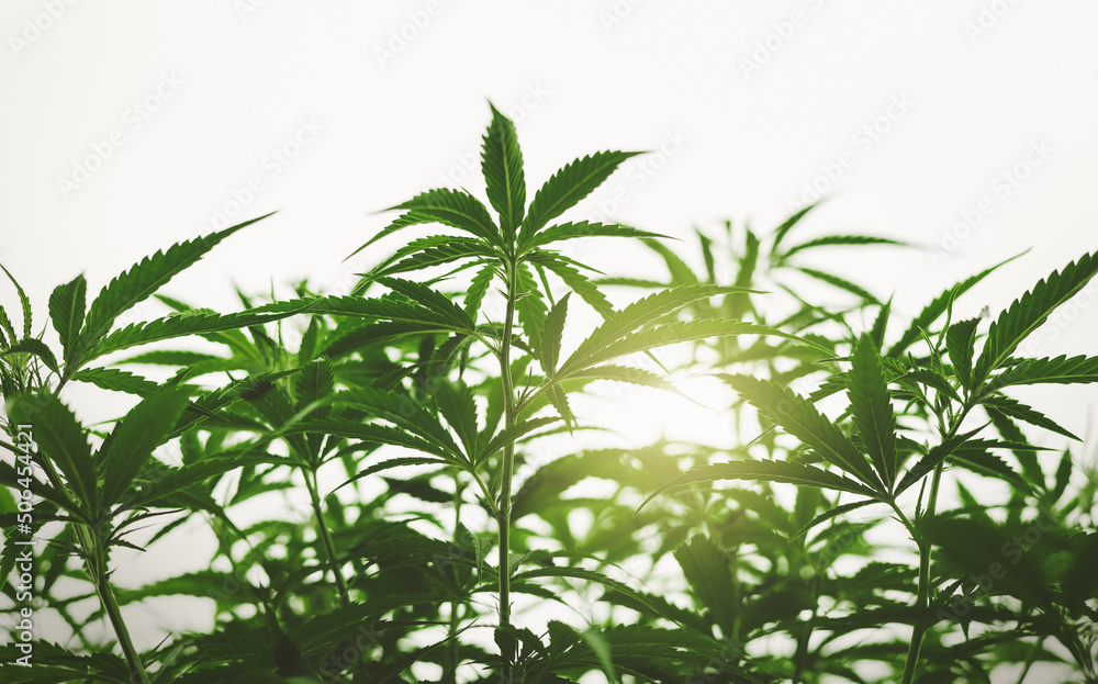 cannabis tree with sunshine background cannabis tree with sunshine background