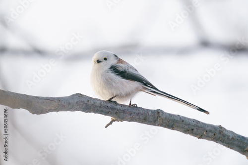 北海道三大かわいい　雪の妖精　シマエナガ photo