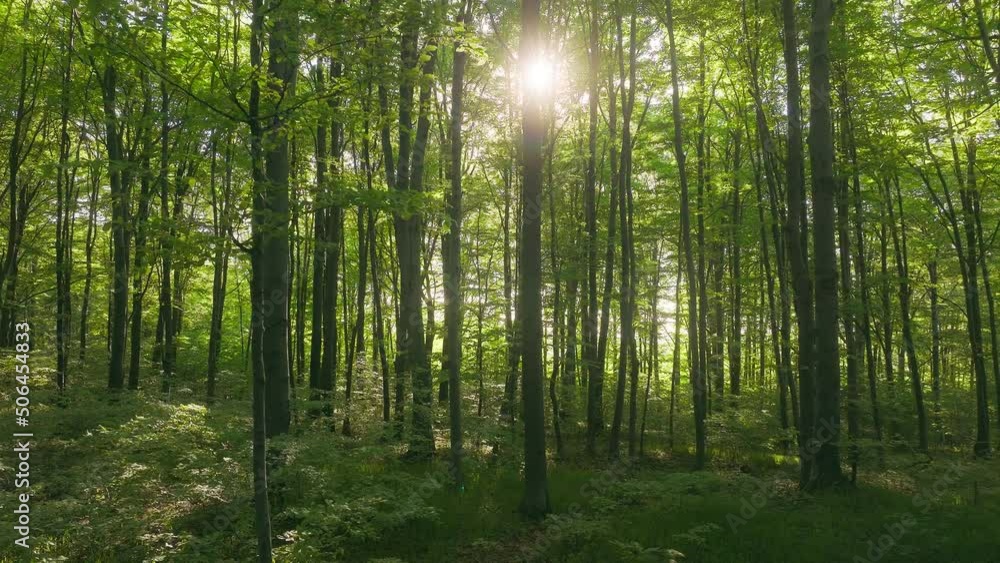 Forest green mountains nature sunny morning rock stone park tree plant travel Forest green mountains nature sunny morning rock stone park tree plant travel